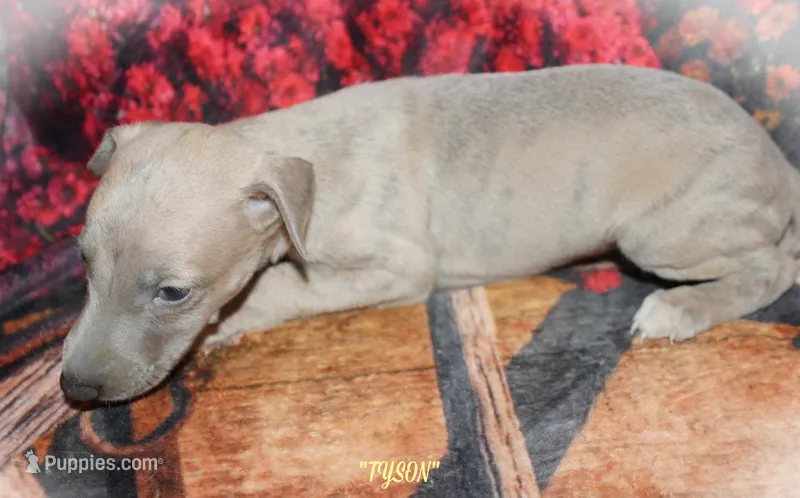 TYSON – Whippet puppy for sale in Hackett, AR