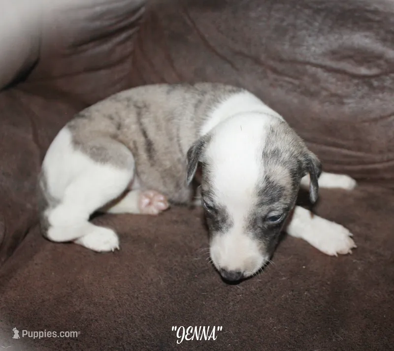 JENNA – Whippet puppy for sale in Hackett, AR