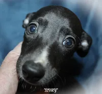 SLINKY, a female Whippet for sale in Hackett, AR – 2 of 4