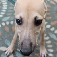 HACHI, a male Whippet for sale in Hackett, AR – Photo 3 of 10