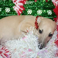 HACHI, a male Whippet for sale in Hackett, AR – Photo 7 of 10