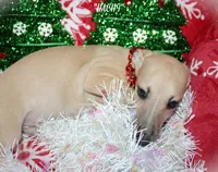 processed/77d22939-d4aa-4257-81c7-a37576a086f7/listing/e10da527-5cdf-4544-89f3-153055d294f9/75f8971e-4846-4179-89ff-4ae0f2a0df48