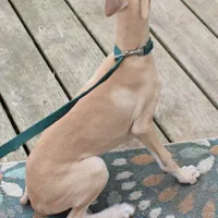 HACHI, a male Whippet for sale in Hackett, AR – Photo 6 of 10