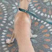 HACHI, a male Whippet for sale in Hackett, AR – Photo 5 of 10