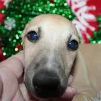 HACHI, a male Whippet for sale in Hackett, AR – Photo 8 of 10