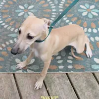 HACHI, a male Whippet for sale in Hackett, AR – Photo 1 of 10