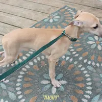 HACHI, a male Whippet for sale in Hackett, AR – Photo 4 of 10