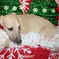 HACHI, a male Whippet for sale in Hackett, AR – Photo 9 of 10