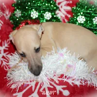 HACHI, a male Whippet for sale in Hackett, AR – Photo 10 of 10