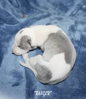 RANDA , a female Whippet for sale in Hackett, AR – 4 of 4