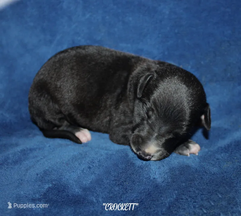 CROCKETT – Whippet puppy for sale in Hackett, AR