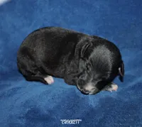 CROCKETT, a male Whippet for sale in Hackett, AR – Photo 1 of 5