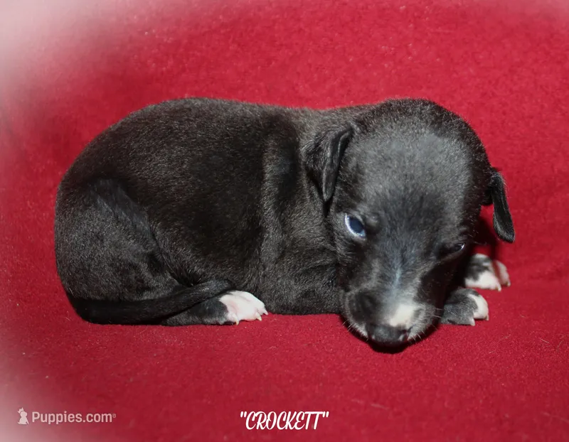 CROCKETT – Whippet puppy for sale in Hackett, AR