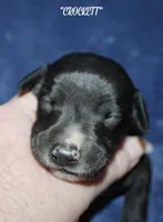 CROCKETT, a male Whippet for sale in Hackett, AR – Photo 2 of 5