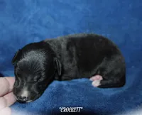 CROCKETT, a male Whippet for sale in Hackett, AR – Photo 3 of 5