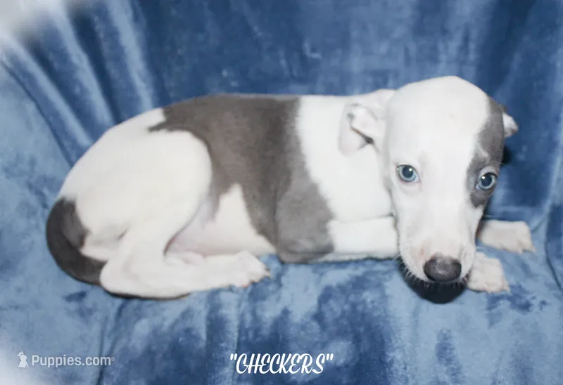 CHECKERS – Whippet puppy for sale in Hackett, AR