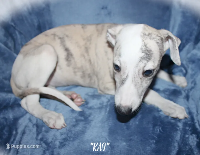 KAI – Whippet puppy for sale in Hackett, AR