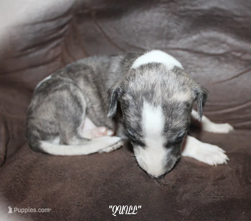 QUILL – Whippet puppy for sale in Hackett, AR