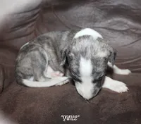 QUILL, a male Whippet for sale in Hackett, AR – 1 of 8