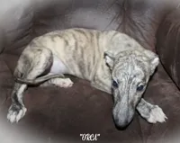 ORCA, a male Whippet for sale in Hackett, AR – 4 of 9