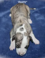 FRANCIE, a female Whippet for sale in Hackett, AR – Photo 3 of 5