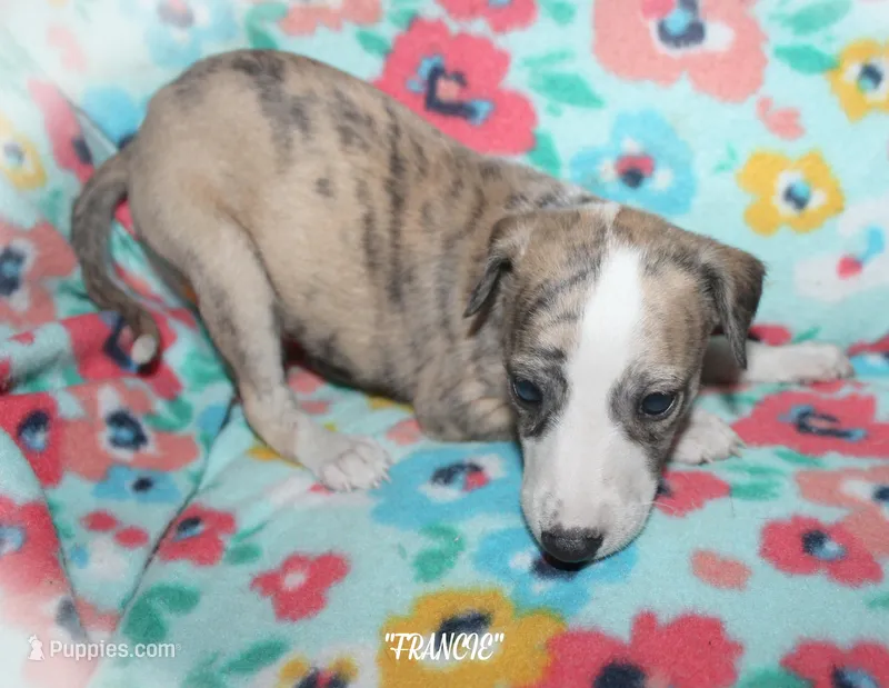 FRANCIE – Whippet puppy for sale in Hackett, AR