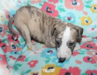 FRANCIE, a female Whippet for sale in Hackett, AR – 5 of 10