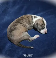 FRANCIE, a female Whippet for sale in Hackett, AR – Photo 5 of 5