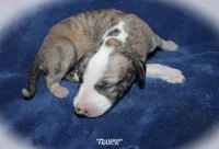 FRANCIE, a female Whippet for sale in Hackett, AR – Photo 4 of 5