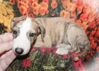 FRANCIE, a female Whippet for sale in Hackett, AR – 3 of 10