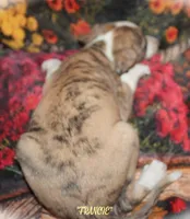 FRANCIE, a female Whippet for sale in Hackett, AR – 4 of 10