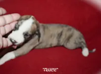 FRANCIE, a female Whippet for sale in Hackett, AR – 8 of 10