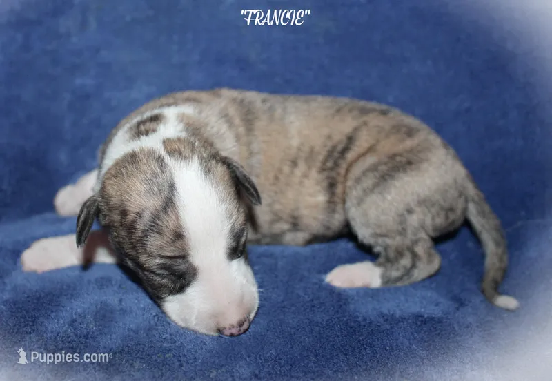 FRANCIE – Whippet puppy for sale in Hackett, AR