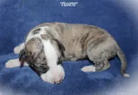 FRANCIE, a female Whippet for sale in Hackett, AR – Photo 1 of 5