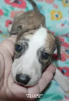 FRANCIE, a female Whippet for sale in Hackett, AR – 6 of 10