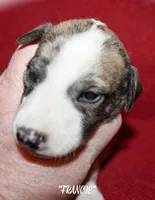 FRANCIE, a female Whippet for sale in Hackett, AR – 9 of 10