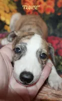 FRANCIE, a female Whippet for sale in Hackett, AR – 2 of 10