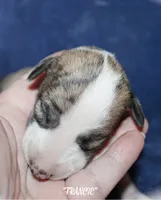 FRANCIE, a female Whippet for sale in Hackett, AR – Photo 2 of 5