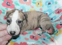 FRANCIE, a female Whippet for sale in Hackett, AR – 7 of 10