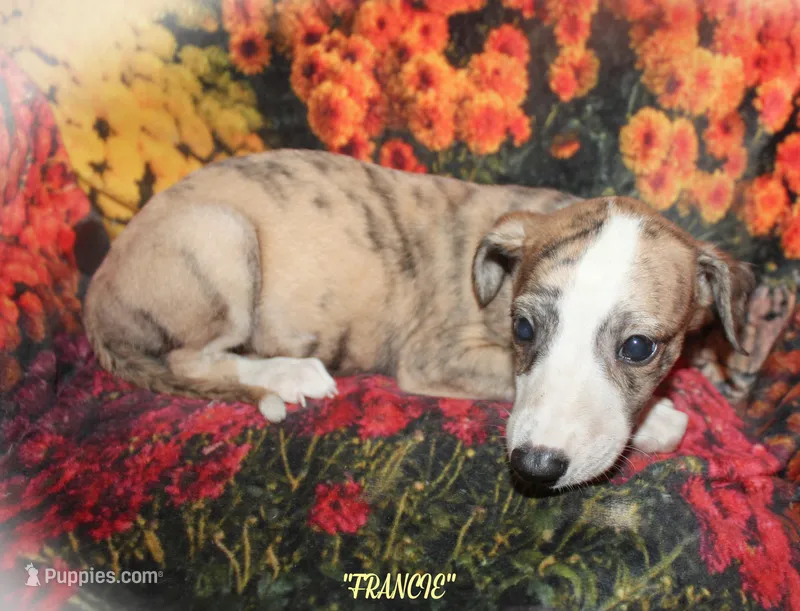 FRANCIE – Whippet puppy for sale in Hackett, AR