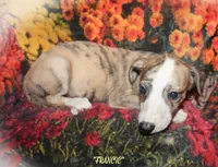 FRANCIE, a female Whippet for sale in Hackett, AR – 1 of 10