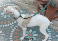 processed/77d22939-d4aa-4257-81c7-a37576a086f7/listing/f5e913b8-d0f4-4d52-9058-1feee0068a49/0b97590b-530d-48f2-9704-fe6856e4a632