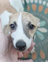 processed/77d22939-d4aa-4257-81c7-a37576a086f7/listing/f5e913b8-d0f4-4d52-9058-1feee0068a49/c1a53555-1d9d-4137-8367-d4d4e4306d0d