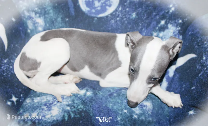 YARA – Whippet puppy for sale in Hackett, AR