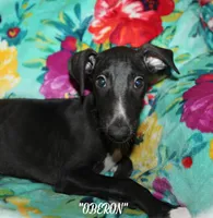 OBERON, a male Whippet for sale in Hackett, AR – Photo 9 of 10