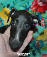 OBERON, a male Whippet for sale in Hackett, AR – Photo 8 of 10