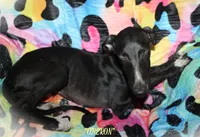 OBERON, a male Whippet for sale in Hackett, AR – Photo 5 of 10