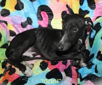 OBERON, a male Whippet for sale in Hackett, AR – Photo 2 of 10