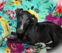 OBERON, a male Whippet for sale in Hackett, AR – Photo 6 of 10