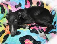 OBERON, a male Whippet for sale in Hackett, AR – Photo 3 of 10